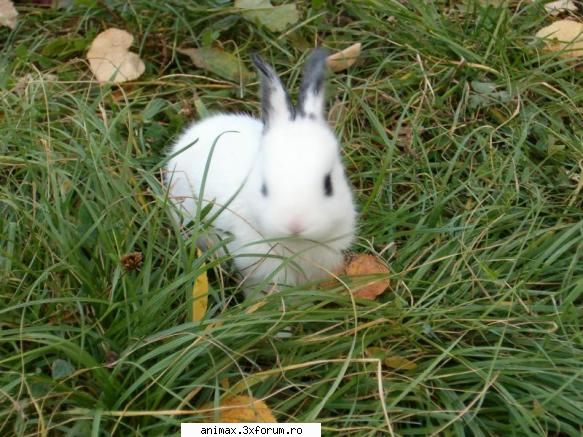 Animalele - Animallele sunt niste creaturi inocente pe care - Animalele